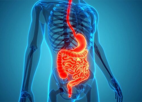 Gut Health: How to Protect Your Digestive System