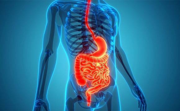 Gut Health: How to Protect Your Digestive System